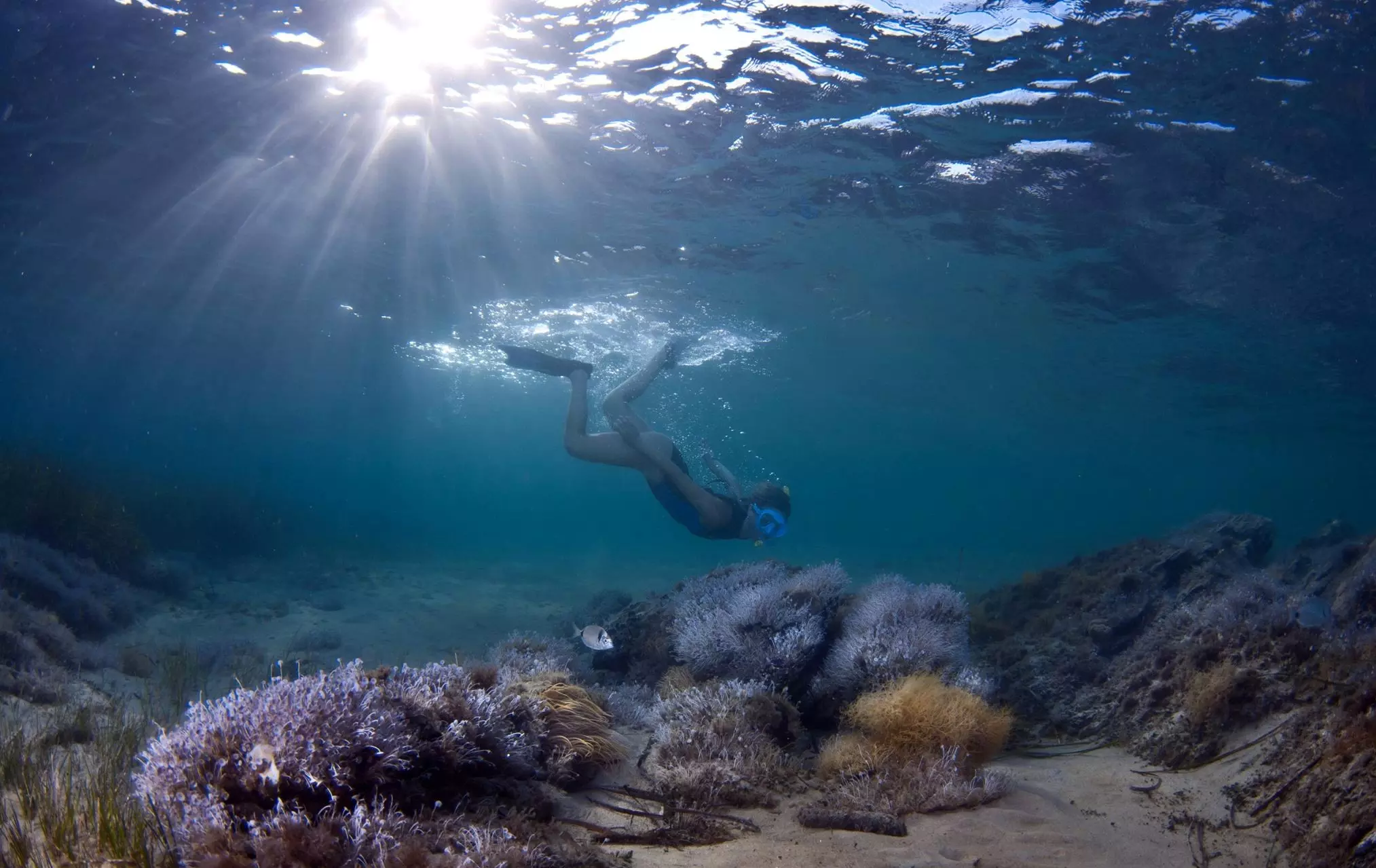 snorkelling trips